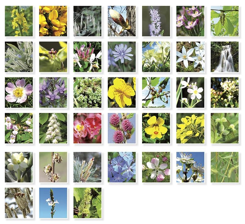 Les 38 fleurs de Bach