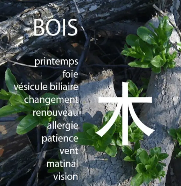 L'élément bois et les clés de l'équilibre énergétique de février pour un bien-être au naturel